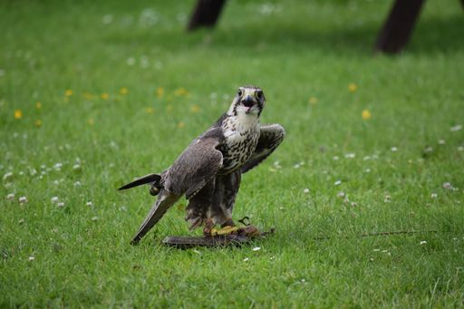A hawk with mouth open looking at the camera