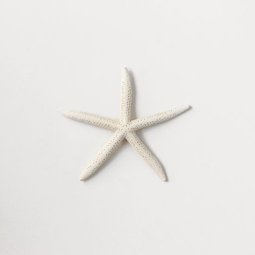 A white seastar isolated on a white background