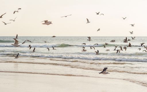 The birds flying low over the sea beach during daytime