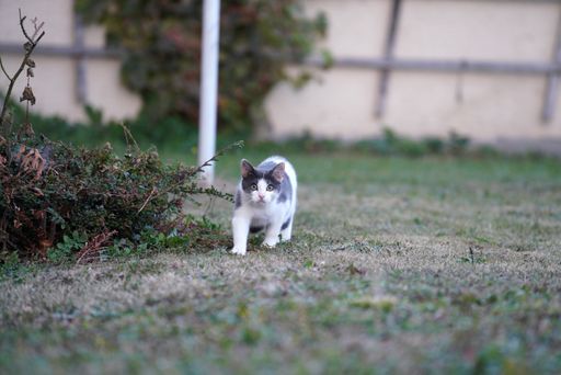 A scenic view of a cute cat in the garden