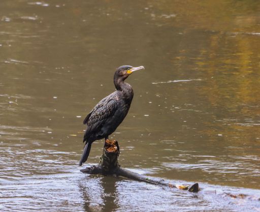 A cormorant perched on a log in a calm river, showcasing its dark plumage and yellow beak.