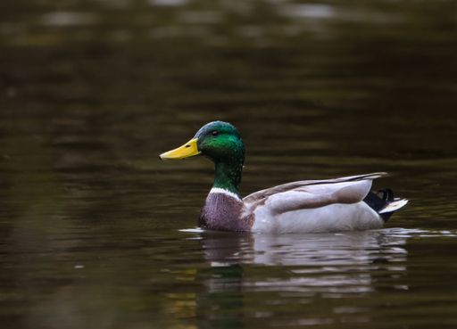 A mallard duck with vibrant green head and yellow beak swimming in calm water.