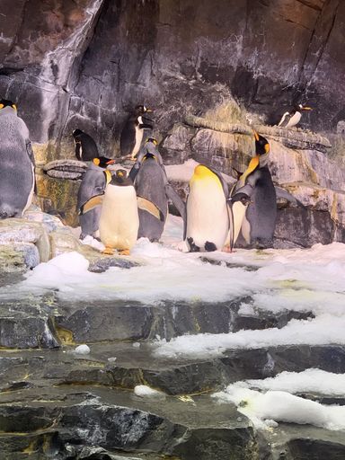 A vertical closeup shot of cute penguins under the rocks in the zoo