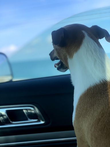 A vertical closeup shot of a cute Jack Russell sitting in the car