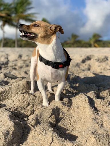 A vertical closeup shot of a cute Jack Russell lying on the sand in the beach