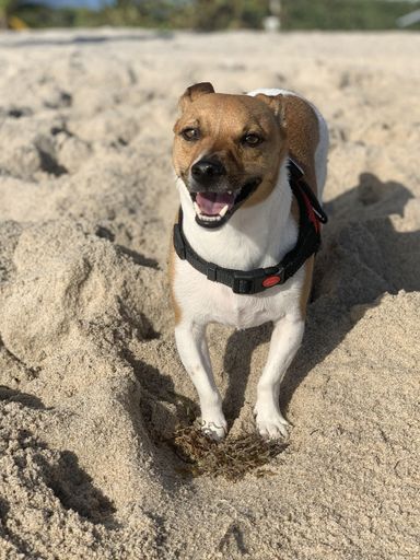 A vertical closeup shot of a cute Jack Russell lying on the sand in the beach