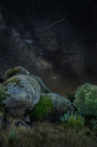 A vertical shot of a mysterious view of a night sky full of stars and green plants