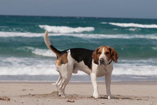 A cute adorable Beagle on the sandy beach in summer