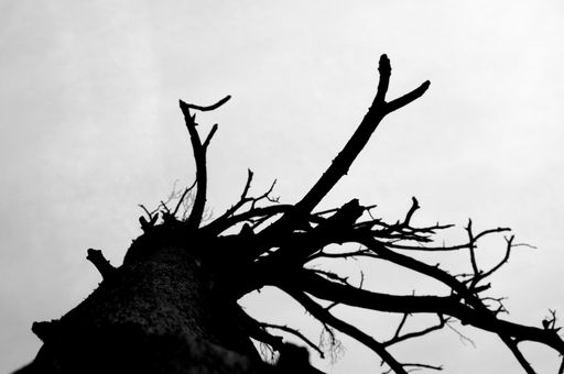 A grayscale of a lonely dry tree on a cloudy day under the sky