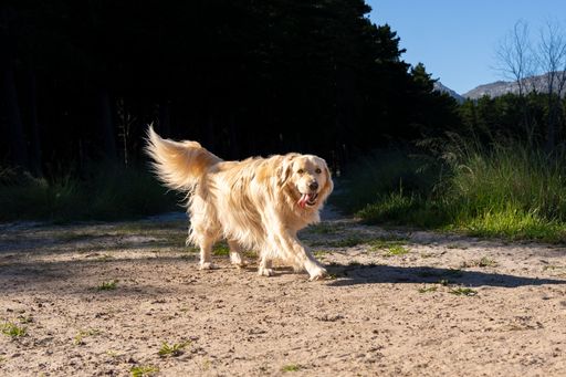 A golden retriever walking on a sunlit path in a forested area with clear blue skies