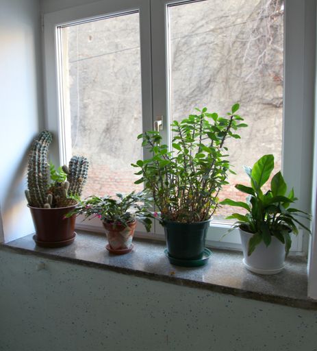 Different houseplants in flowerpots on a windowsill