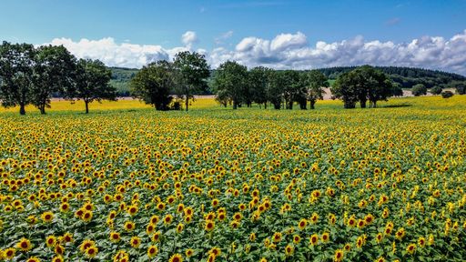 A beautiful view of a sunflower field during the daytime in Burgundy, France
