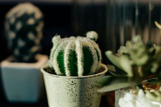 Round cactus in a pot with white hairs giving a furry appearance