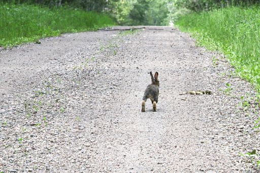 The back end of a rabbit as it runs down a road