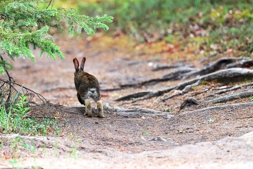A small bunny hopping away along a gravel path