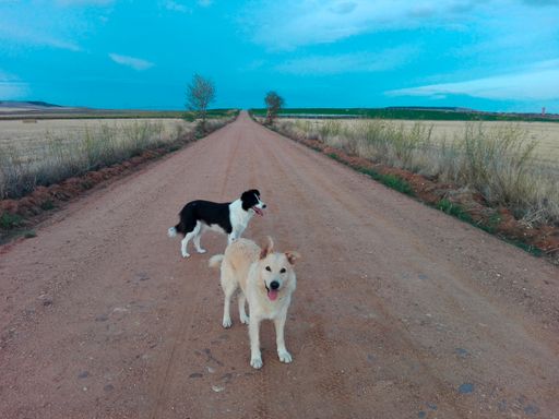 A scenic view of two dogs standing in the middle of a road under a blue sky