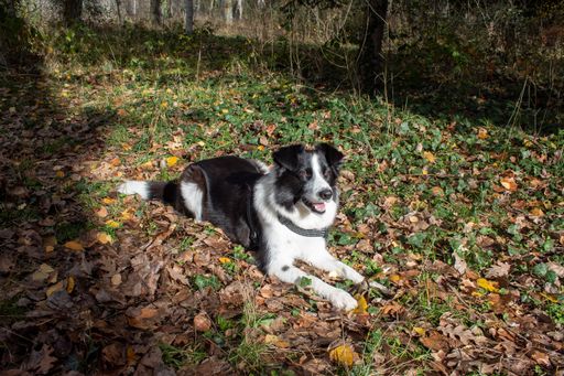 A black and white border collie dog lying on leaves on the ground