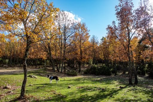 A black and white border collie dog is surrounded by nature in autumn