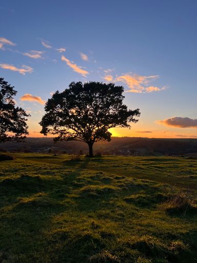Silhouette of a tree at sunset in a serene countryside landscape with a vibrant sky.
