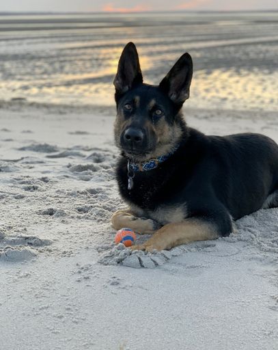 A vertical closeup shot of a cute German Shepherd lying on the sand at the beach
