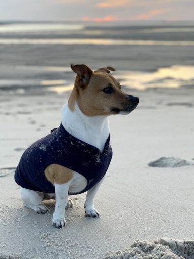 A vertical closeup hsot of a cute Jack Russell in a blue costume sitting on the sand in the beach