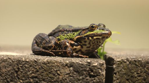 A selective focus shot of a frog on a rock surface outdoors