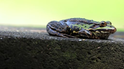 A selective focus shot of a frog on a rock surface outdoors