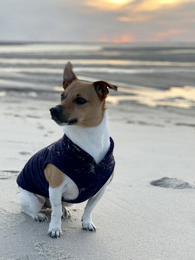A vertical closeup hsot of a cute Jack Russell in a blue costume sitting on the sand in the beach