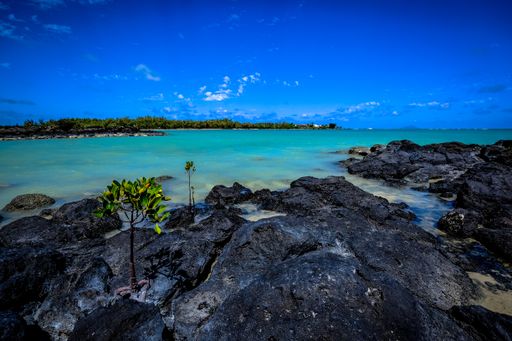 A beautiful shot of rocks near the water with forest in the distance under a clear blue sky