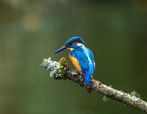 A vibrant kingfisher perched on a mossy branch against a blurred green background, showcasing its vivid blue and orange plumage.