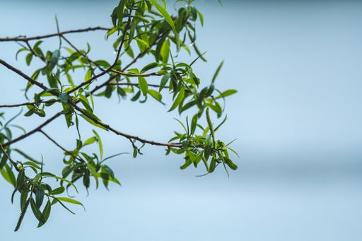 A selective focus of green leaves on branches against a blurry blue background