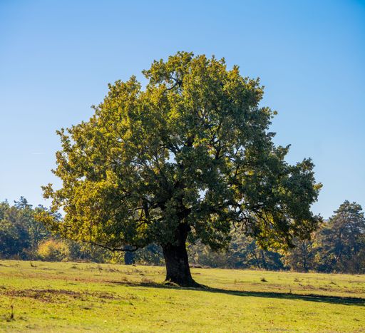 A solitary oak tree stands in a sunlit meadow under a clear blue sky, showcasing the beauty of nature.