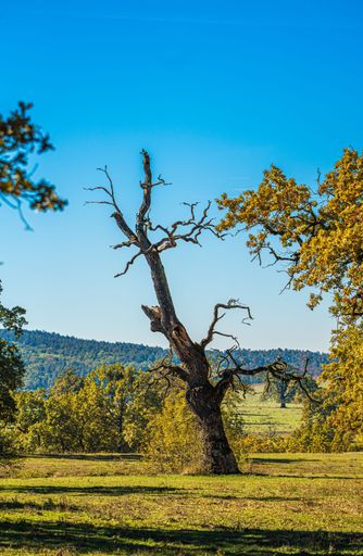 A solitary tree with bare branches stands in a green meadow under a vibrant blue sky, surrounded by lush forest.