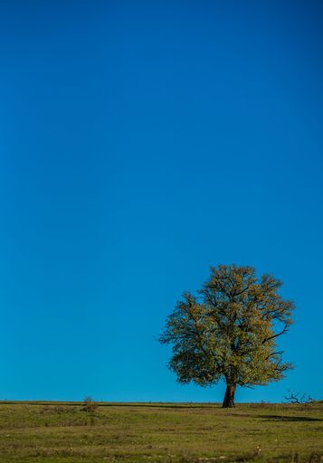A solitary tree stands on a grassy hill under a clear blue sky, showcasing the beauty of nature and simplicity.