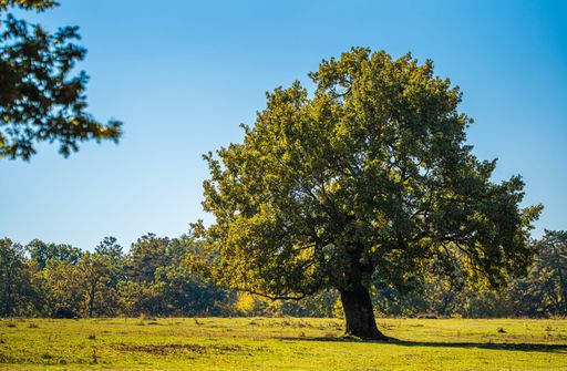 A solitary oak tree stands in a sunlit meadow under a clear blue sky, capturing the beauty of nature.