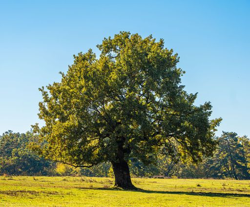 Lone oak tree in a sunlit meadow under a clear blue sky, capturing nature's tranquility.