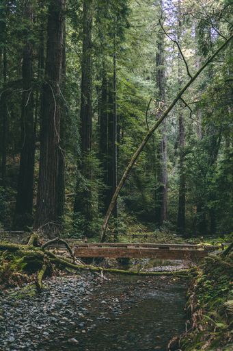 Tranquil forest scene with a wooden bridge over a rocky creek surrounded by tall trees.