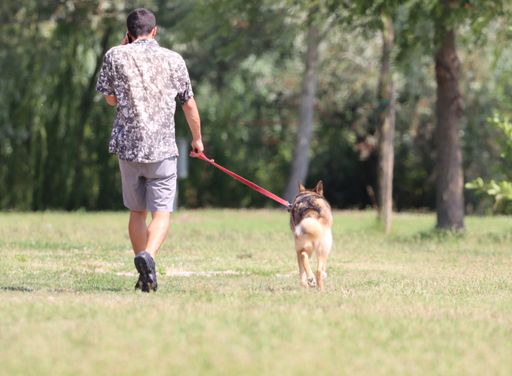 A rear view of a man walking along with his dog in a park