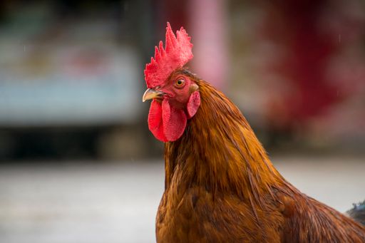 A selective focus of a rooster in a farm against a blurred background