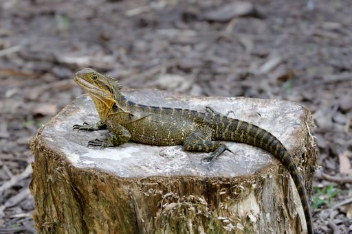 Lizard basking on a tree stump in a natural setting, showcasing its detailed scales and vibrant colors.