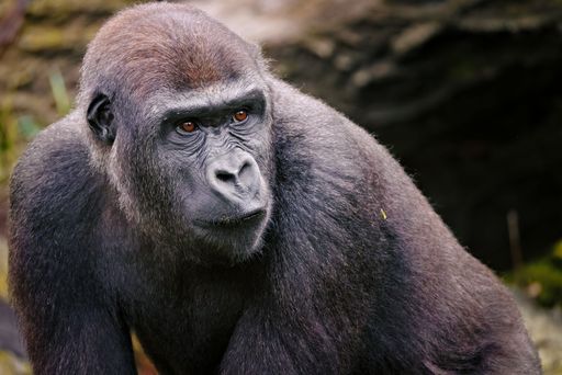 Close-up of a gorilla in a natural habitat, showcasing its expressive eyes and textured fur.