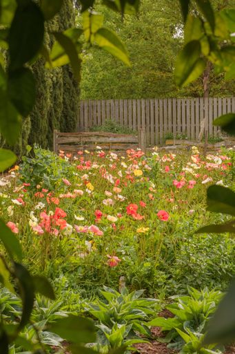 A vibrant garden scene with colorful poppies and lush greenery framed by leaves, showcasing a wooden fence in the background.