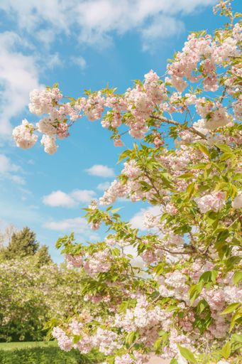 Blooming cherry blossoms under a bright blue sky in a serene garden setting.