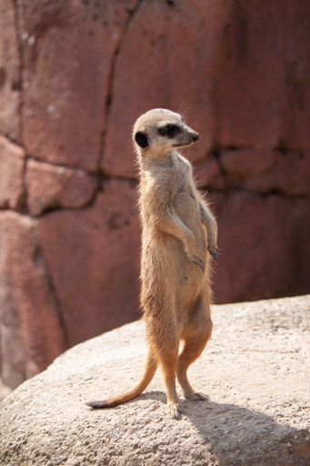 A vertical shallow focus shot of a light brown meerkat standing on a rock in the sun