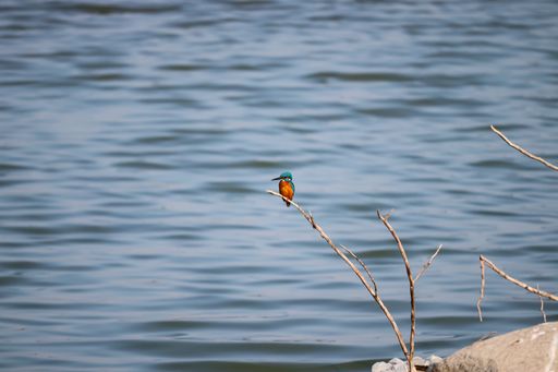 A closeup shot of a colorful kingfishers bird perched on a bare treetop