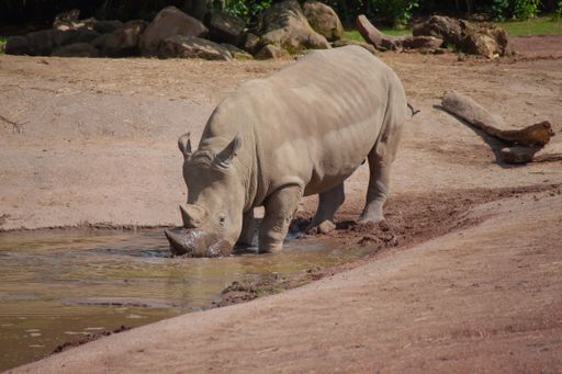 A shot of a muddy rhinoceros drinking water from a puddle in a dirt field zoo