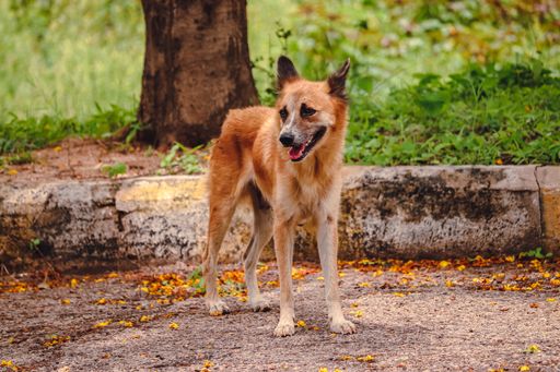 A closeup shot of a brown pariah dog walking in a park