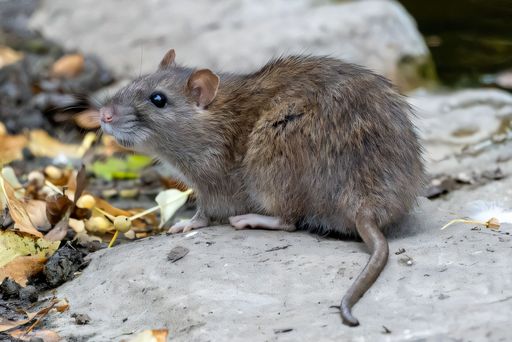 Close-up of a brown rat on a rock surrounded by autumn leaves, showcasing its natural habitat.