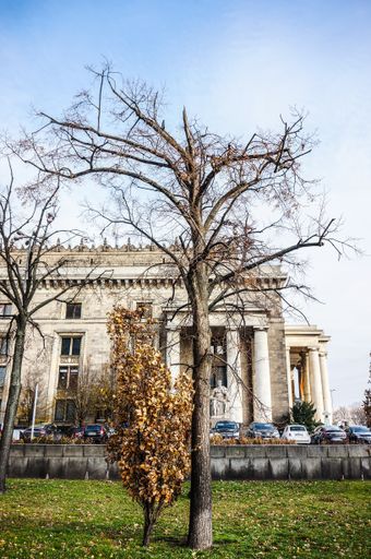 A bare tree in front of the palace of culture and science