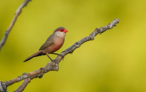 A closeup shot of a cute small common waxbill perched on a tree twig
